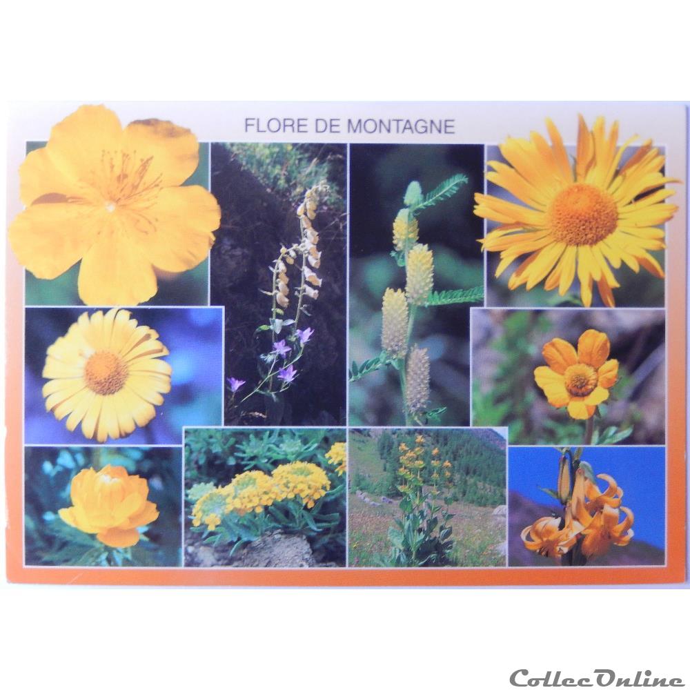 CP Flore de montagne carte postale europe midi pyrenee cp flore de montagne
