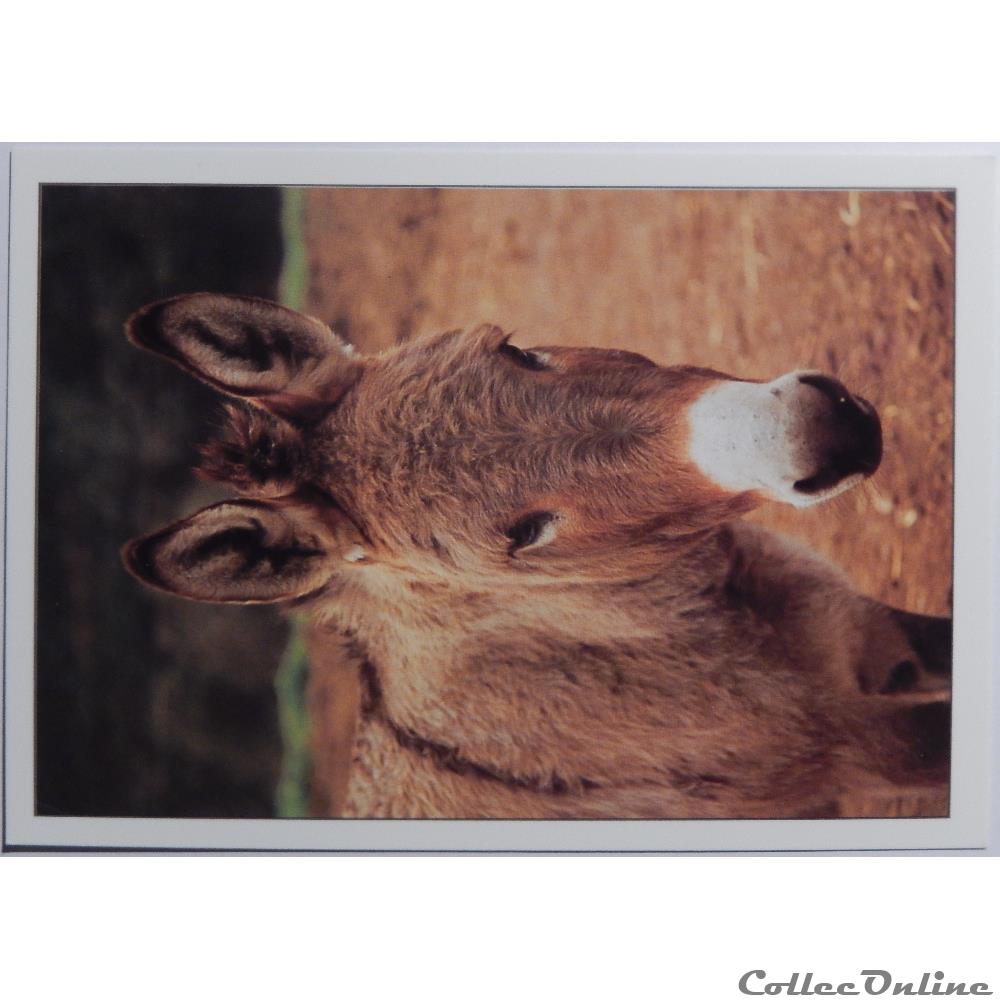 carte postale france languedoc roussillon cp animaux ane