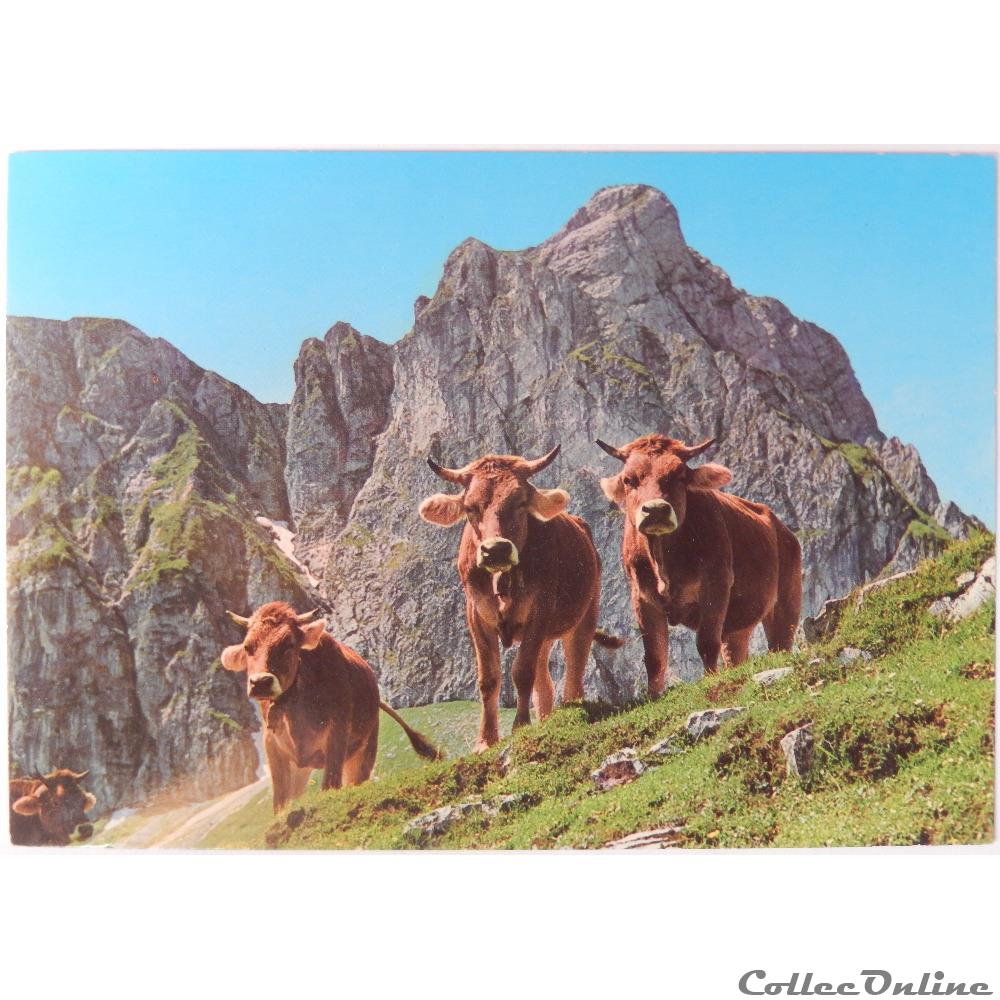 carte postale europe rhone alpe cp animaux vaches