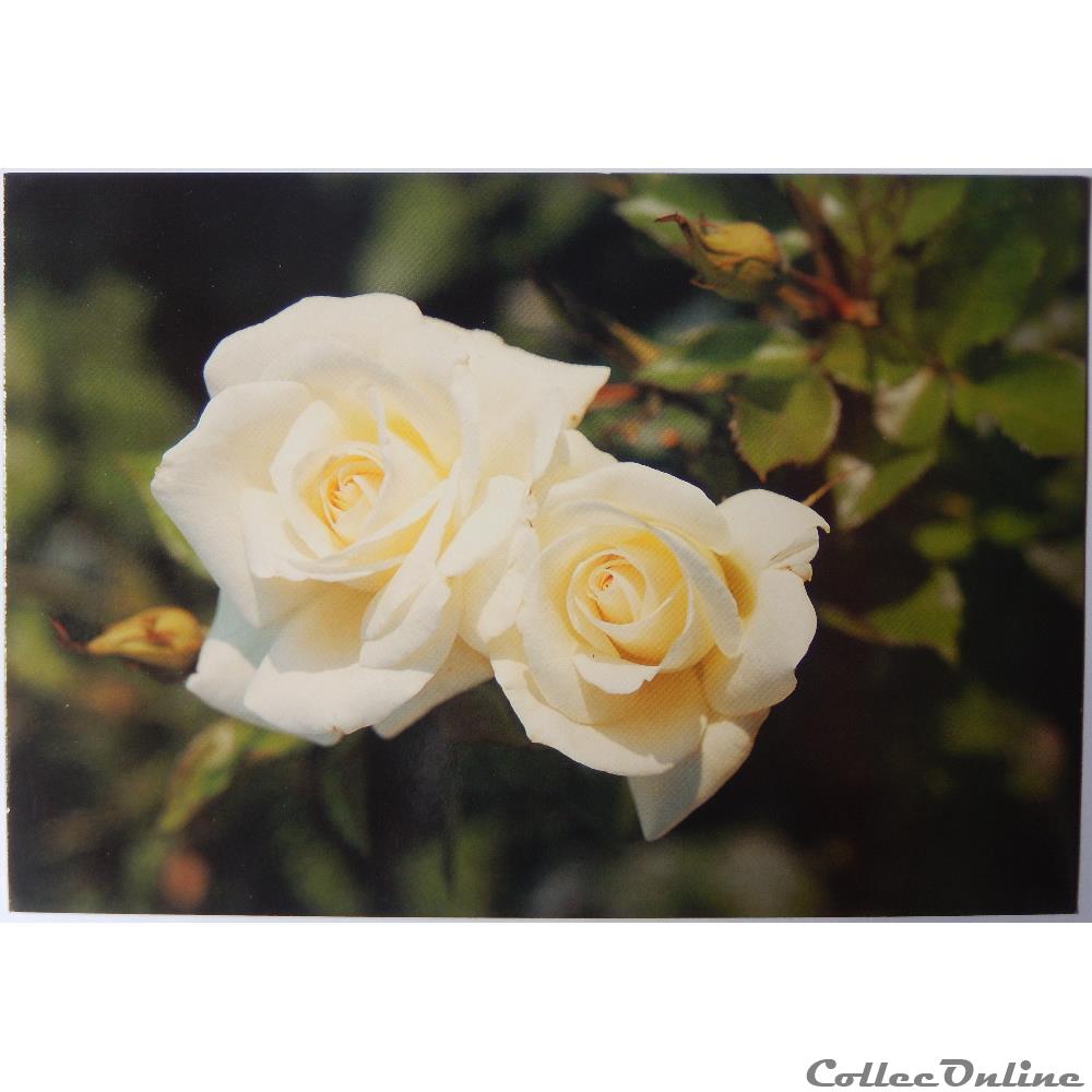 carte postale europe alsace cp flore roses