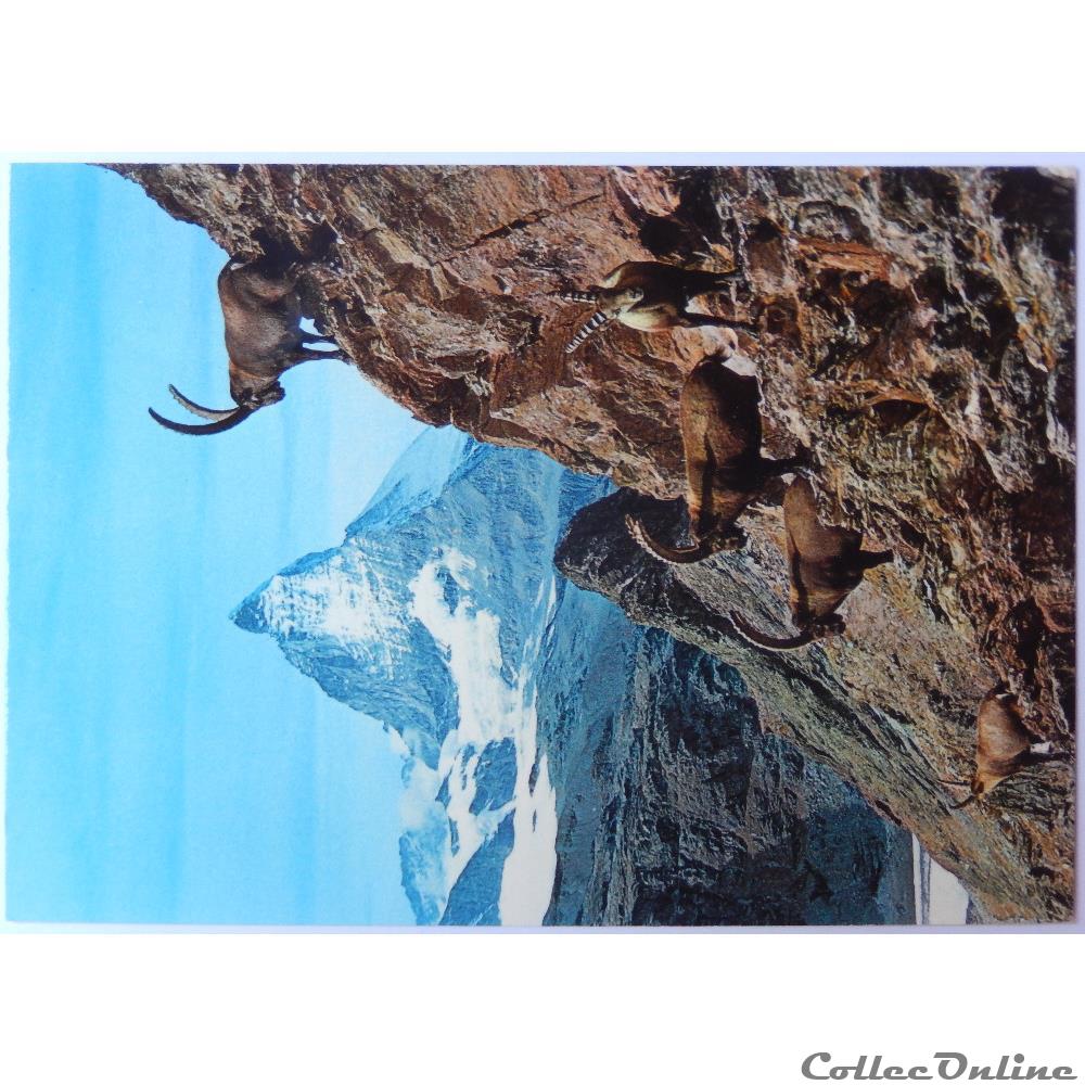 carte postale europe rhone alpe cp de suisse le valais zermatt