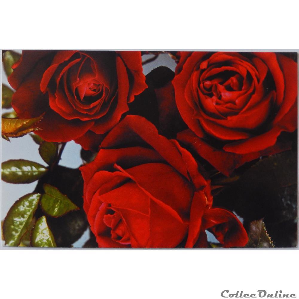 CP Flore, Roses rouge carte postale languedoc roussillon cp flore roses rouge