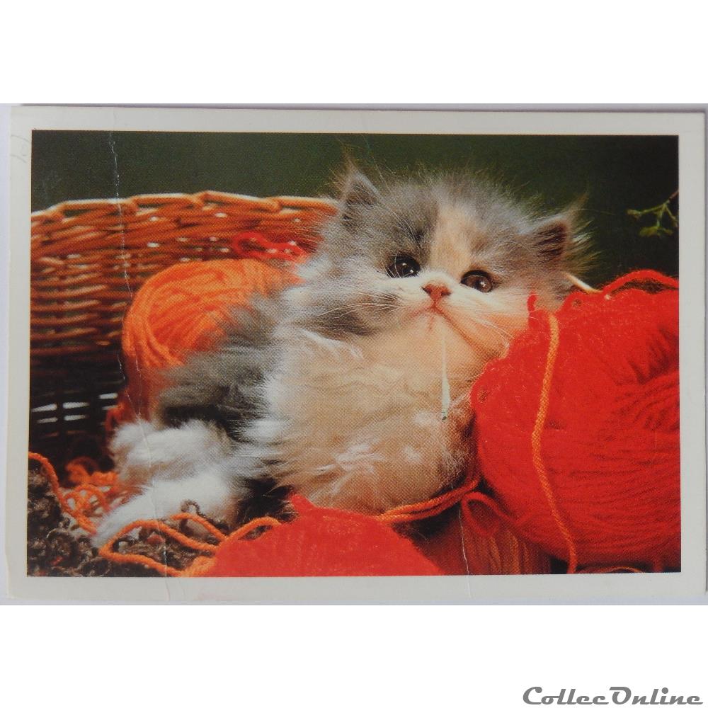 Cp Animaux Chat Cartes Postales