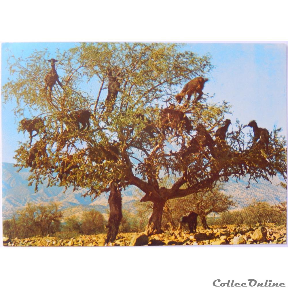 CP du Maroc carte postale afrique poitou charente cp du maroc