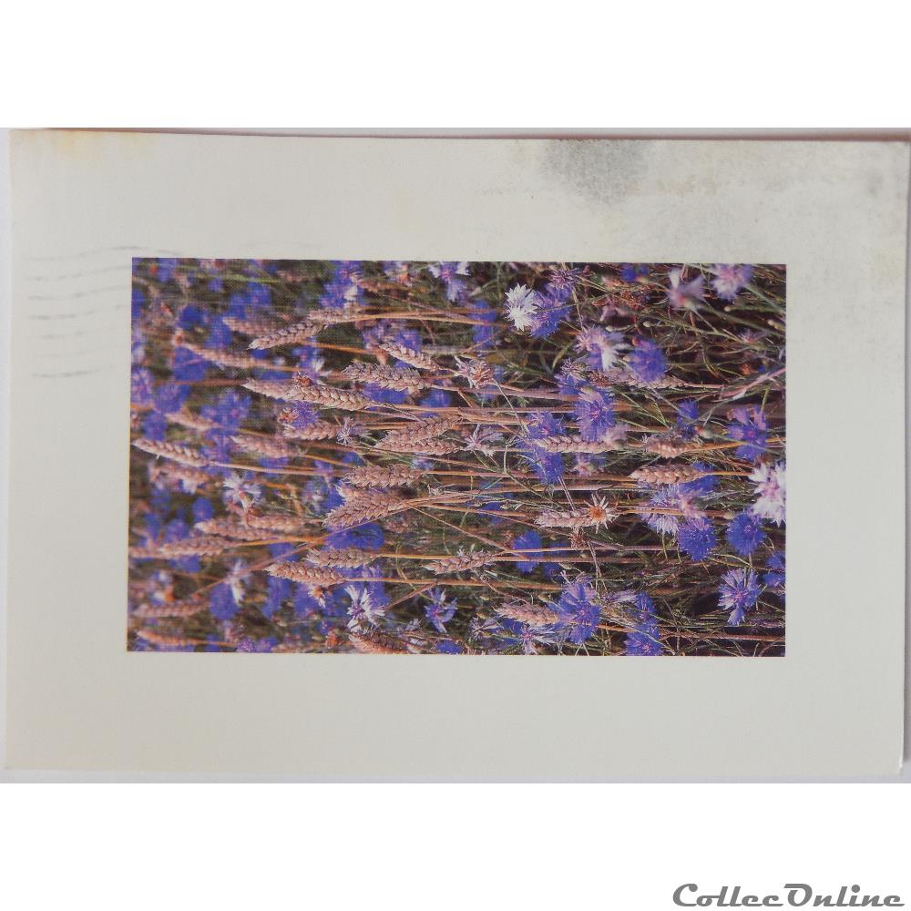carte postale europe provence cote d azur cp flore bleuets