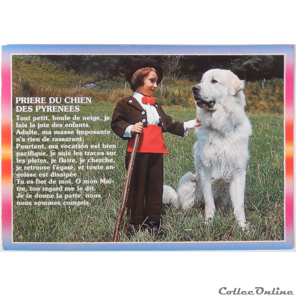 carte postale europe provence cote azur cp animaux chien montagne des pyrenees