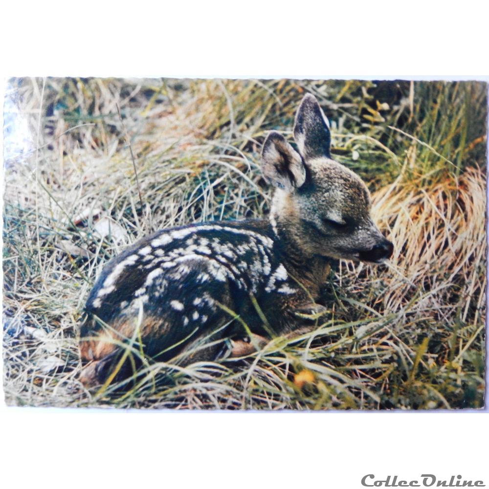 carte postale aquitaine cpa animaux faon