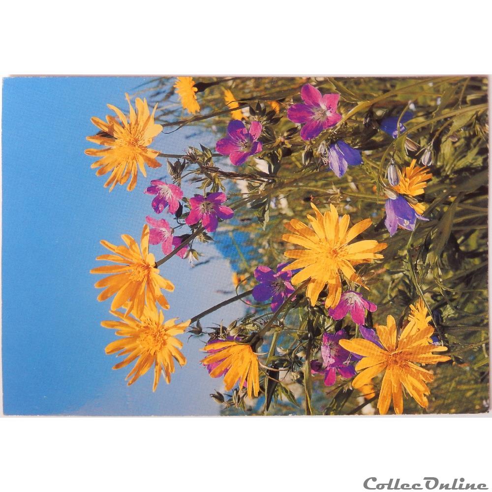 carte postale europe alsace cp flore