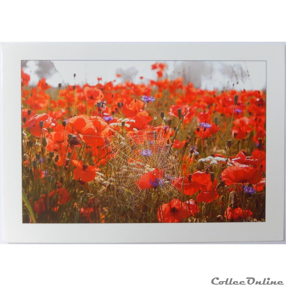 Cp Flore Coquelicots Postcards Europe