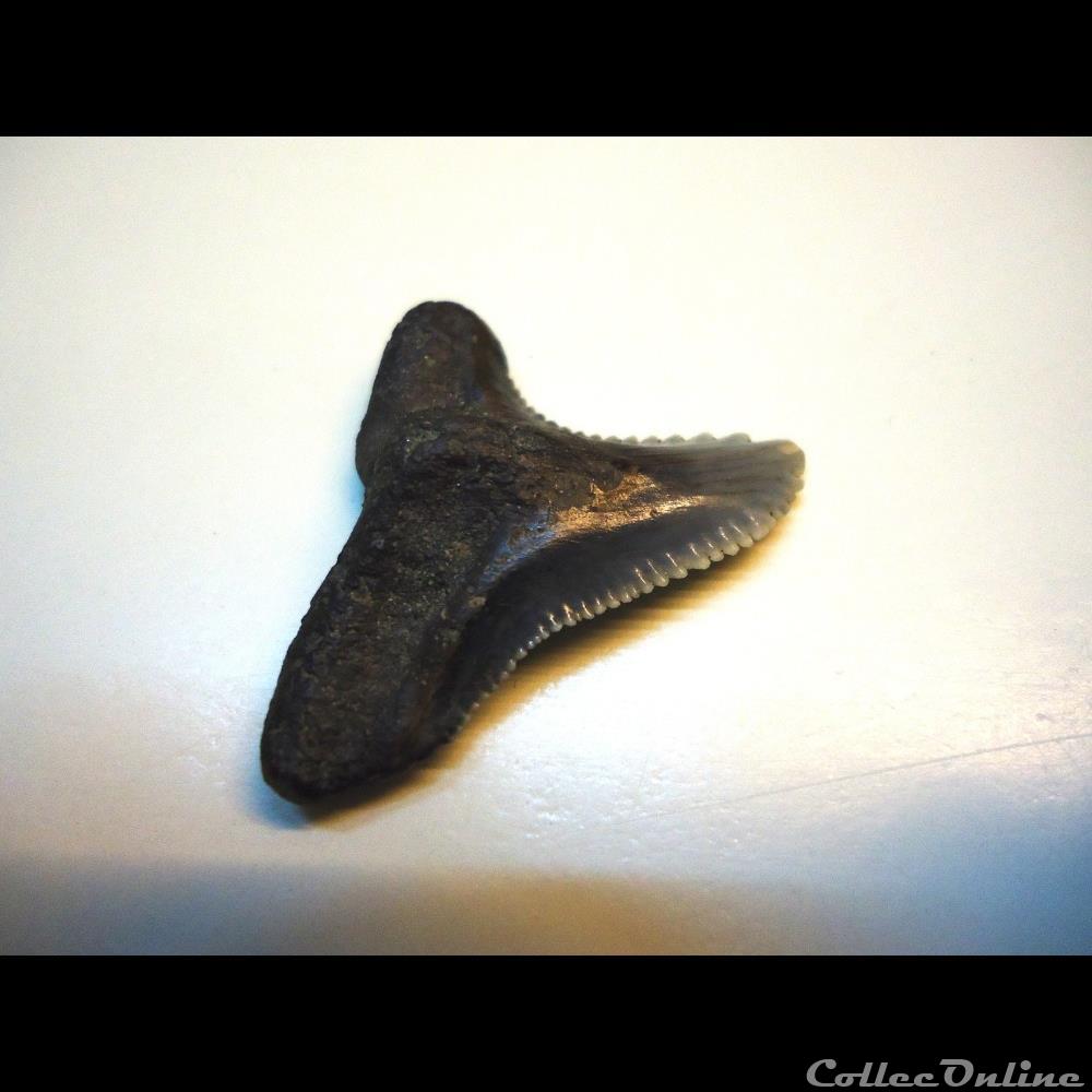 Hemipristis serra miocène d'Anvers coquillage fossile hemipristis serra miocene anvers