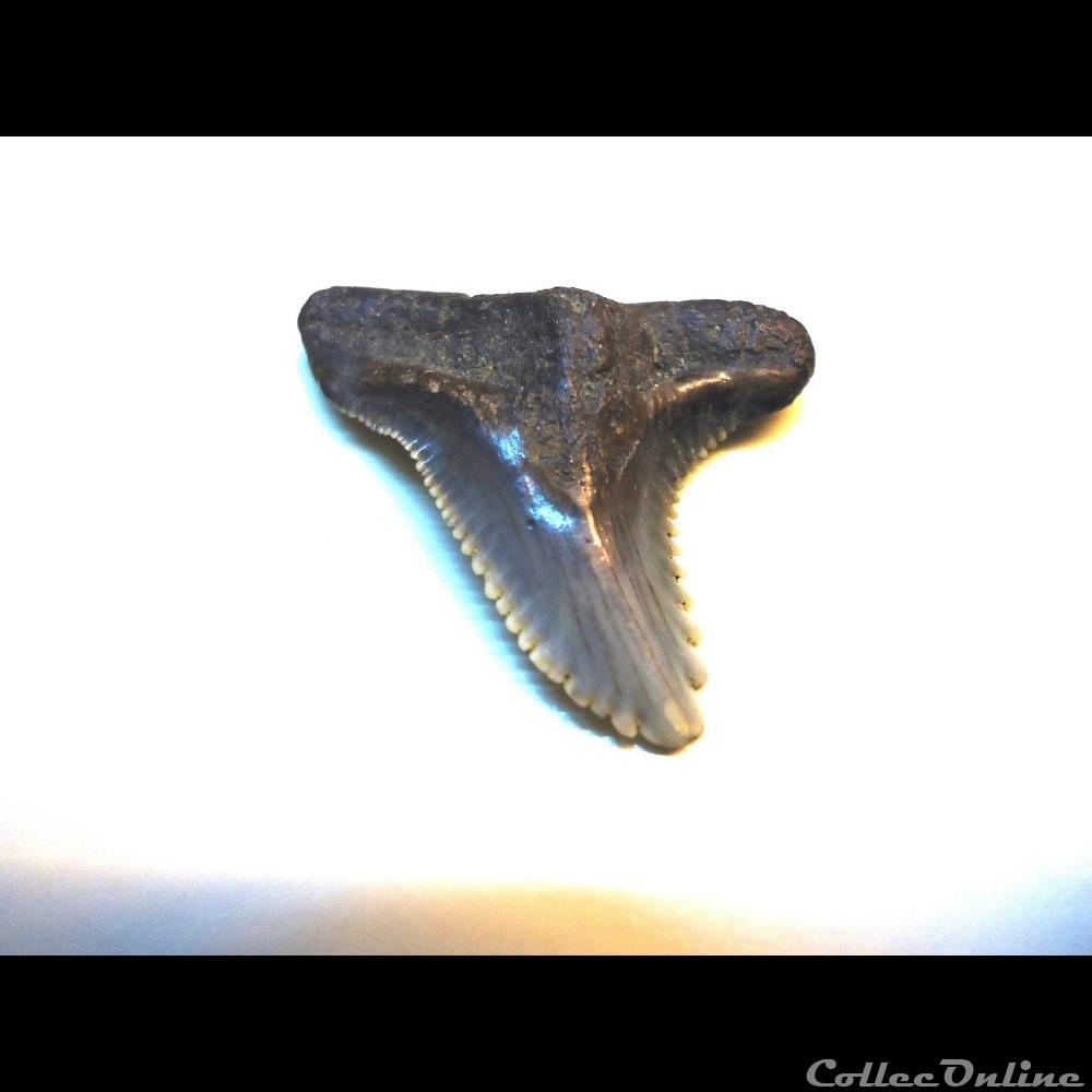 Hemipristis serra miocène d'Anvers coquillage fossile hemipristis serra miocene anvers