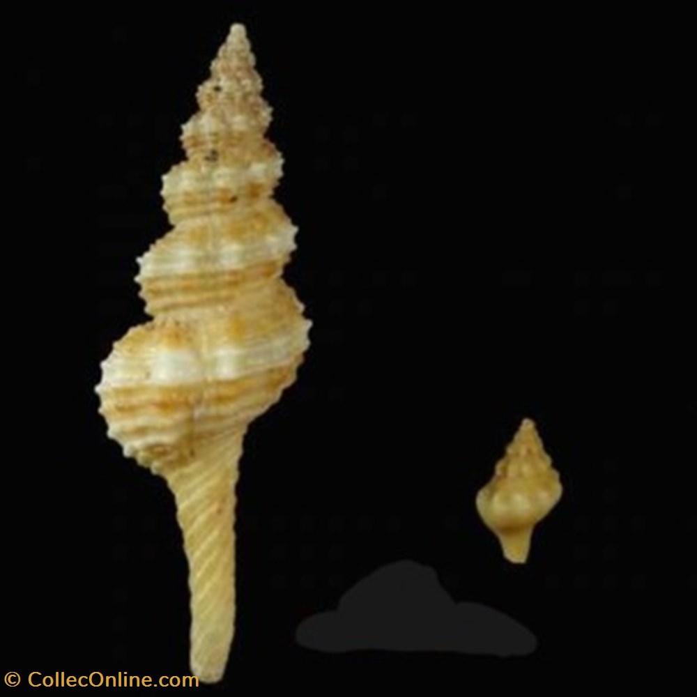 Fusinus pulchellus coquillages fossiles fusinus pulchellus