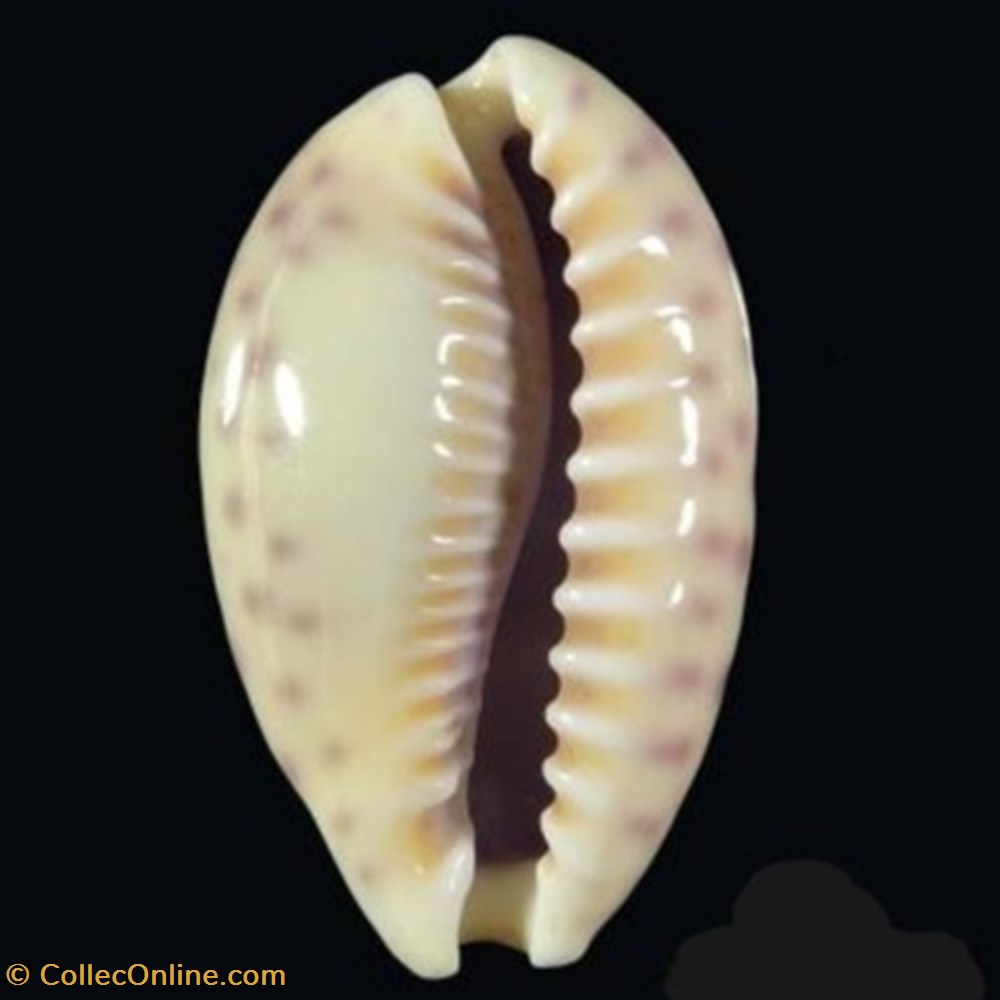 Ovatipsa chinensis variolaria coquillages fossiles ovatipsa chinensis variolaria