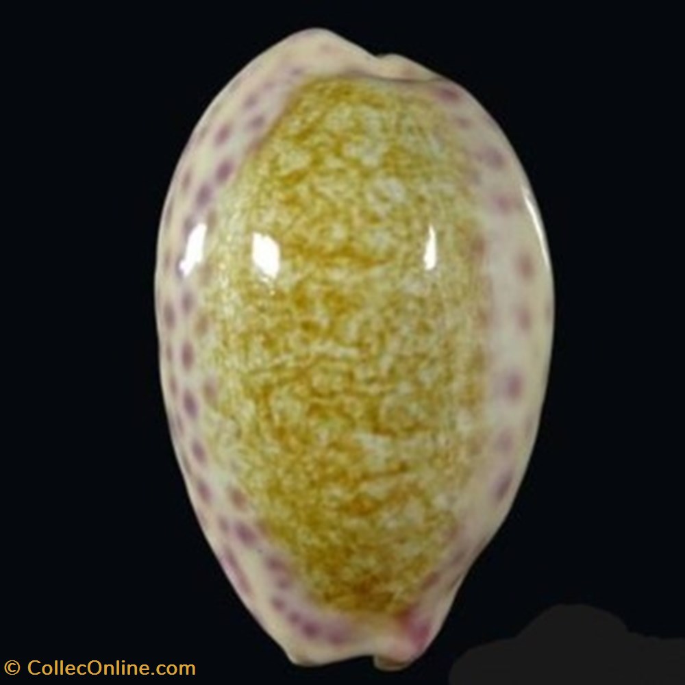 Ovatipsa chinensis variolaria coquillages fossiles ovatipsa chinensis variolaria