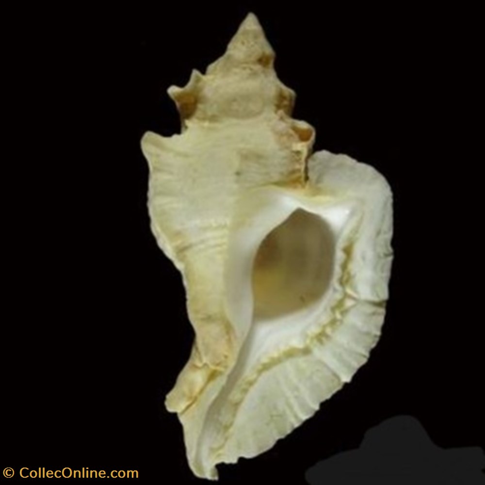 Pterochelus triformis coquillages fossiles pterochelus triformis