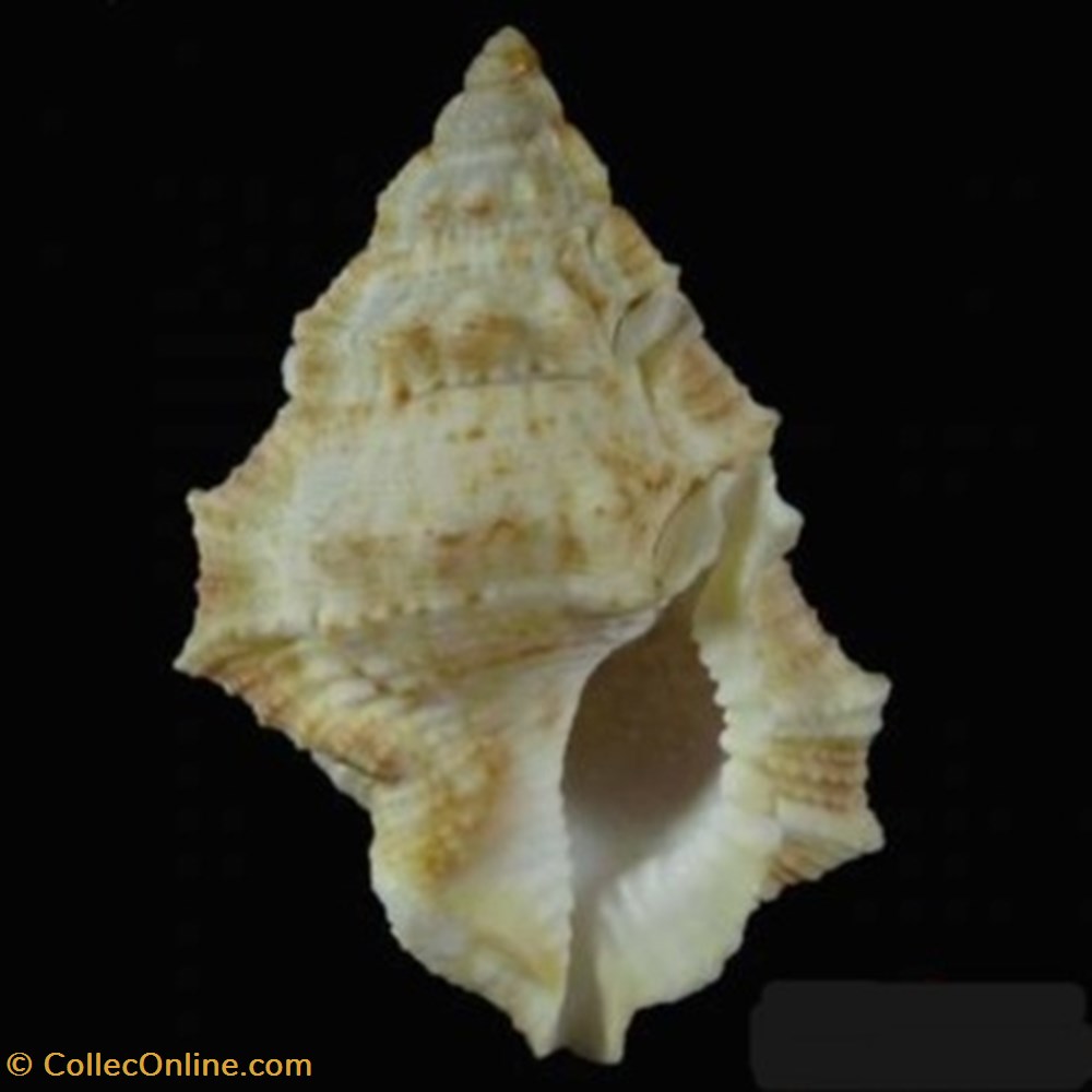 Bursina ignobilis coquillages fossiles bursina ignobilis