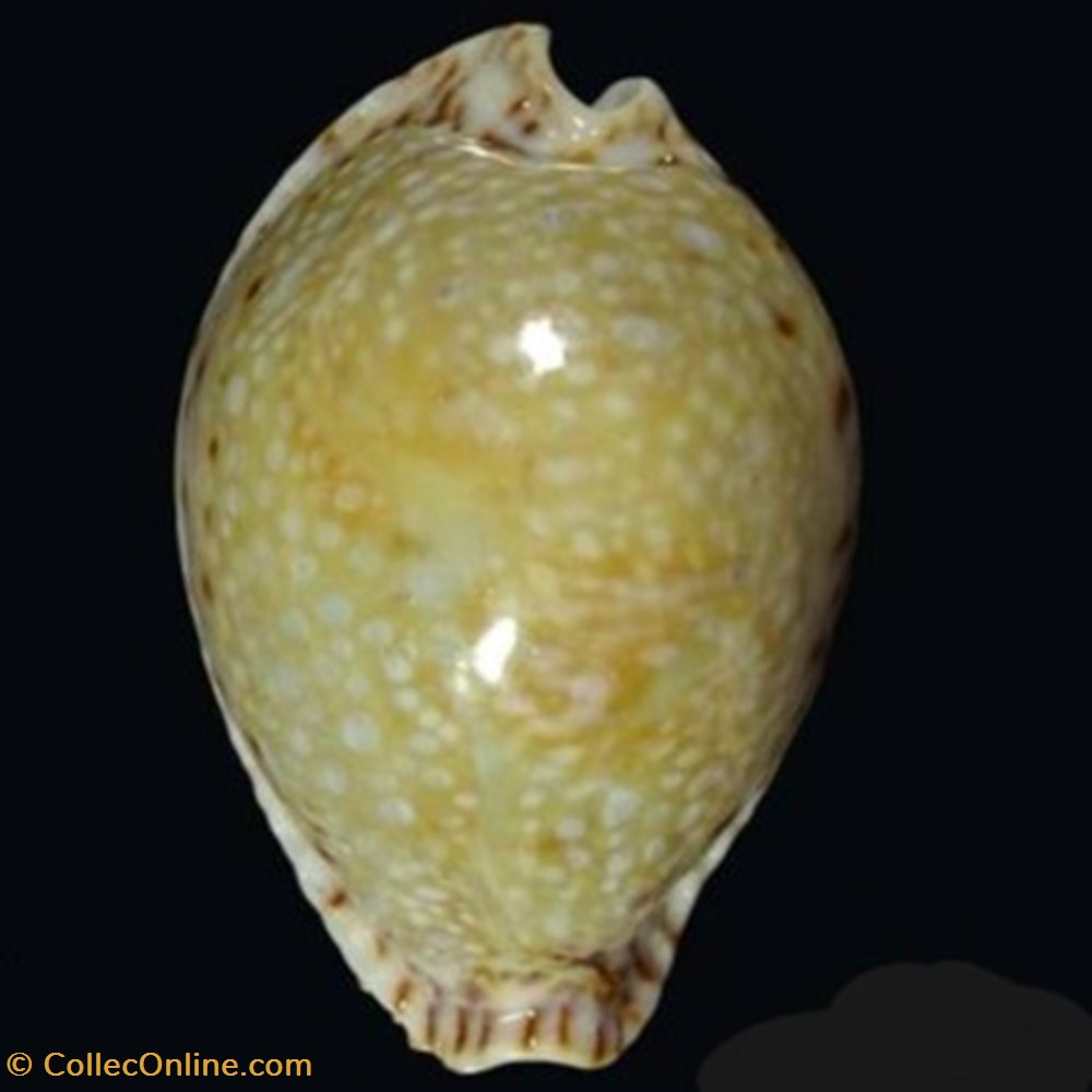 Naria lamarckii coquillages fossiles naria lamarckii
