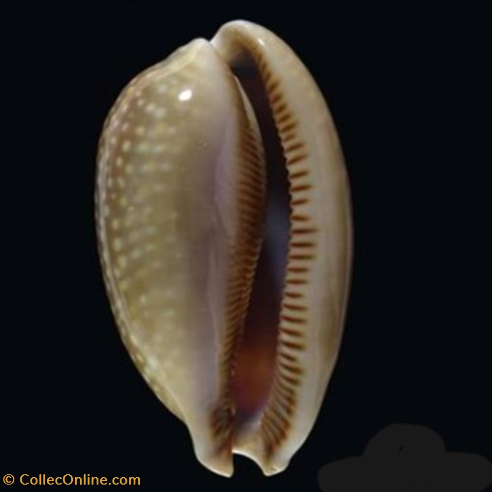 Macrocypraea cervus coquillages fossiles macrocypraea cervus