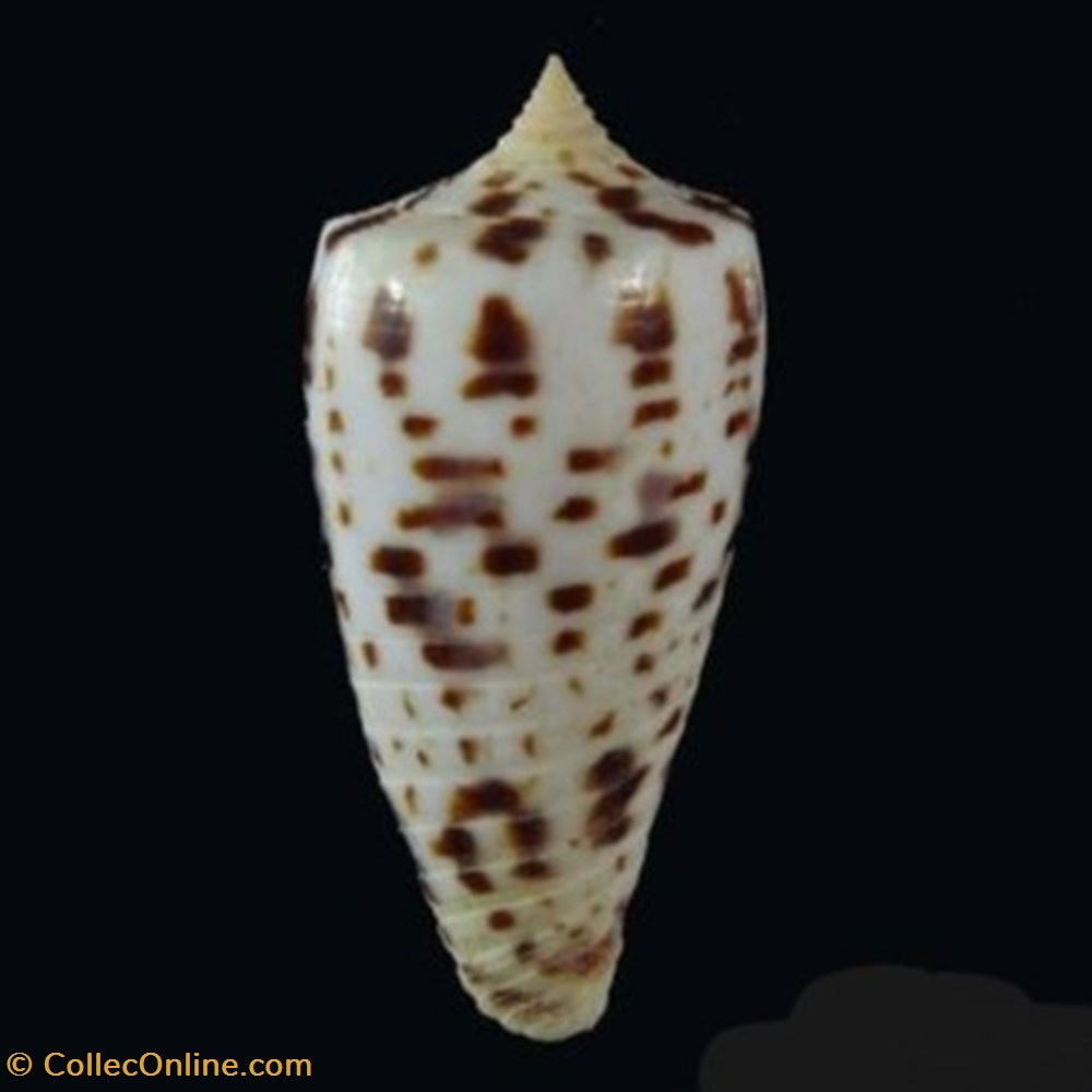 Conus blanfordianus coquillages fossiles conus blanfordianus
