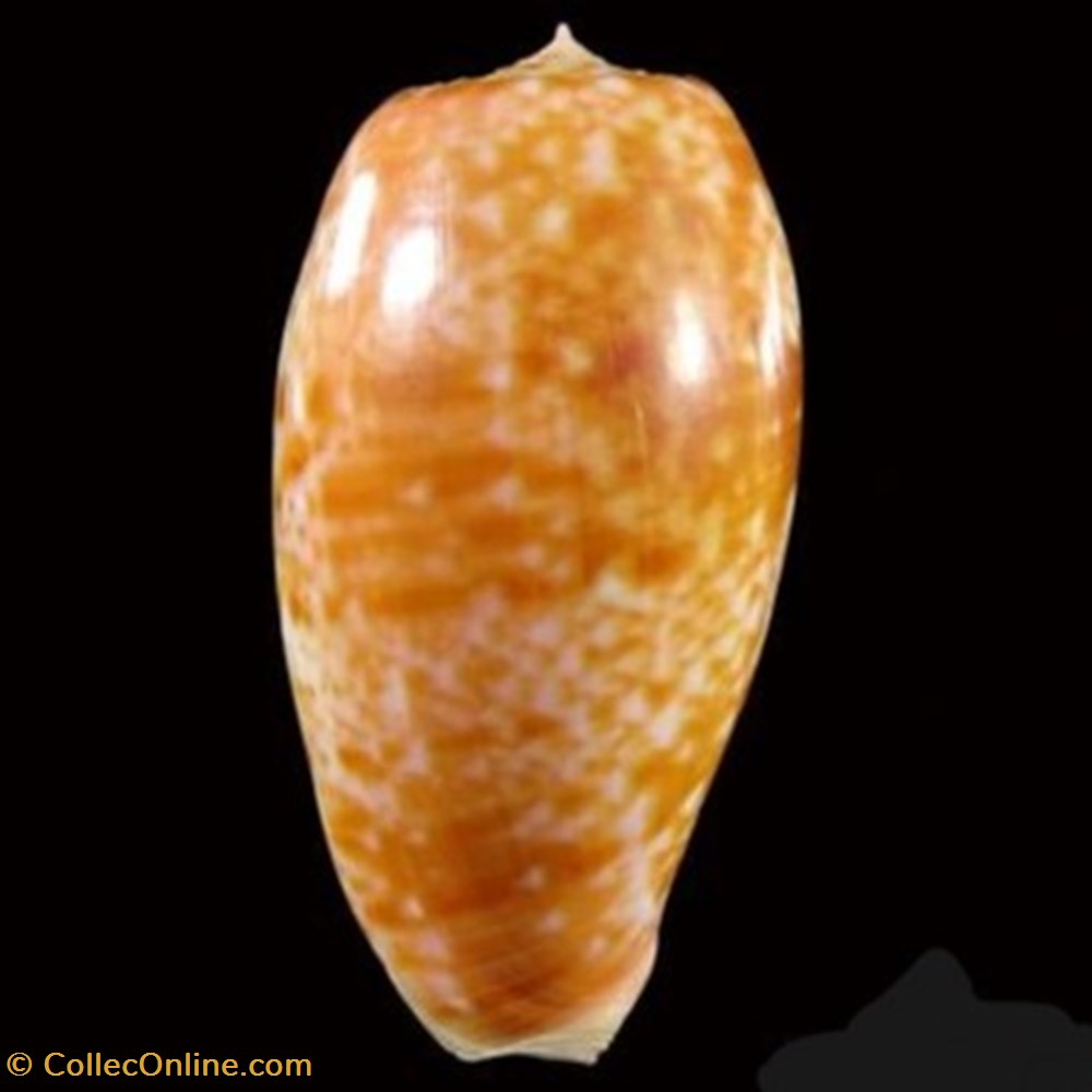 Conus bullatus - (Linnaeus 1758) coquillages fossiles conus bullatus linnaeus 1758