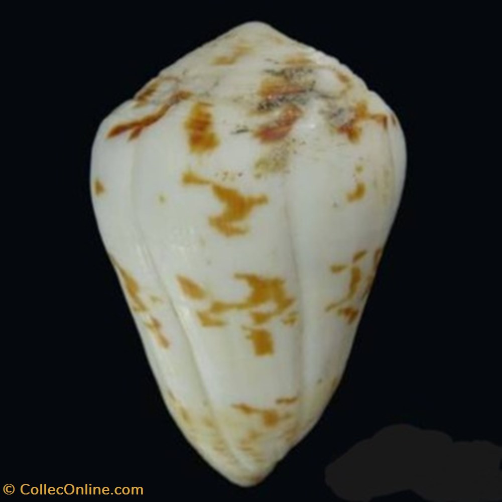 Conus Caracteristicus coquillages fossiles conus caracteristicus