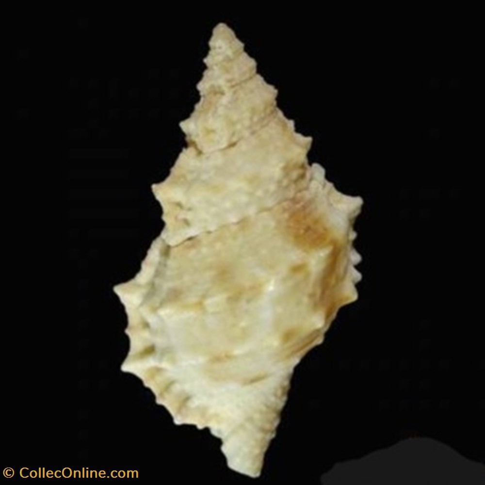 Korrigania awatii coquillages fossiles korrigania awatii