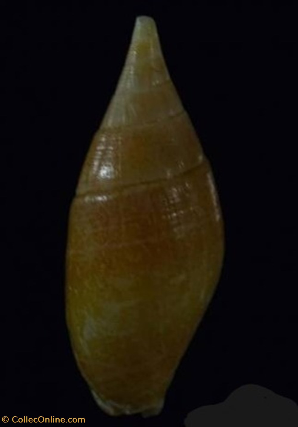 Cancilla acuminata coquillages fossiles cancilla acuminata
