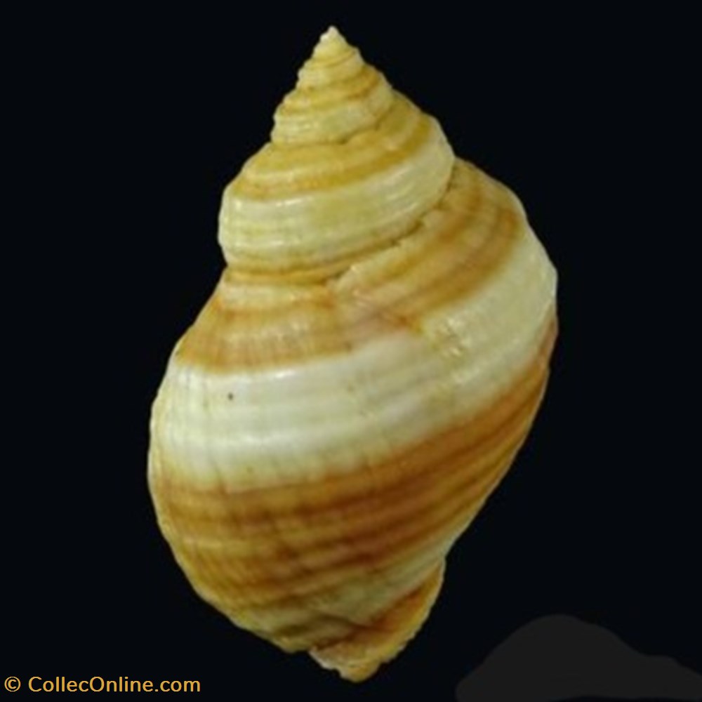 Nucella lapillus coquillages fossiles nucella lapillus