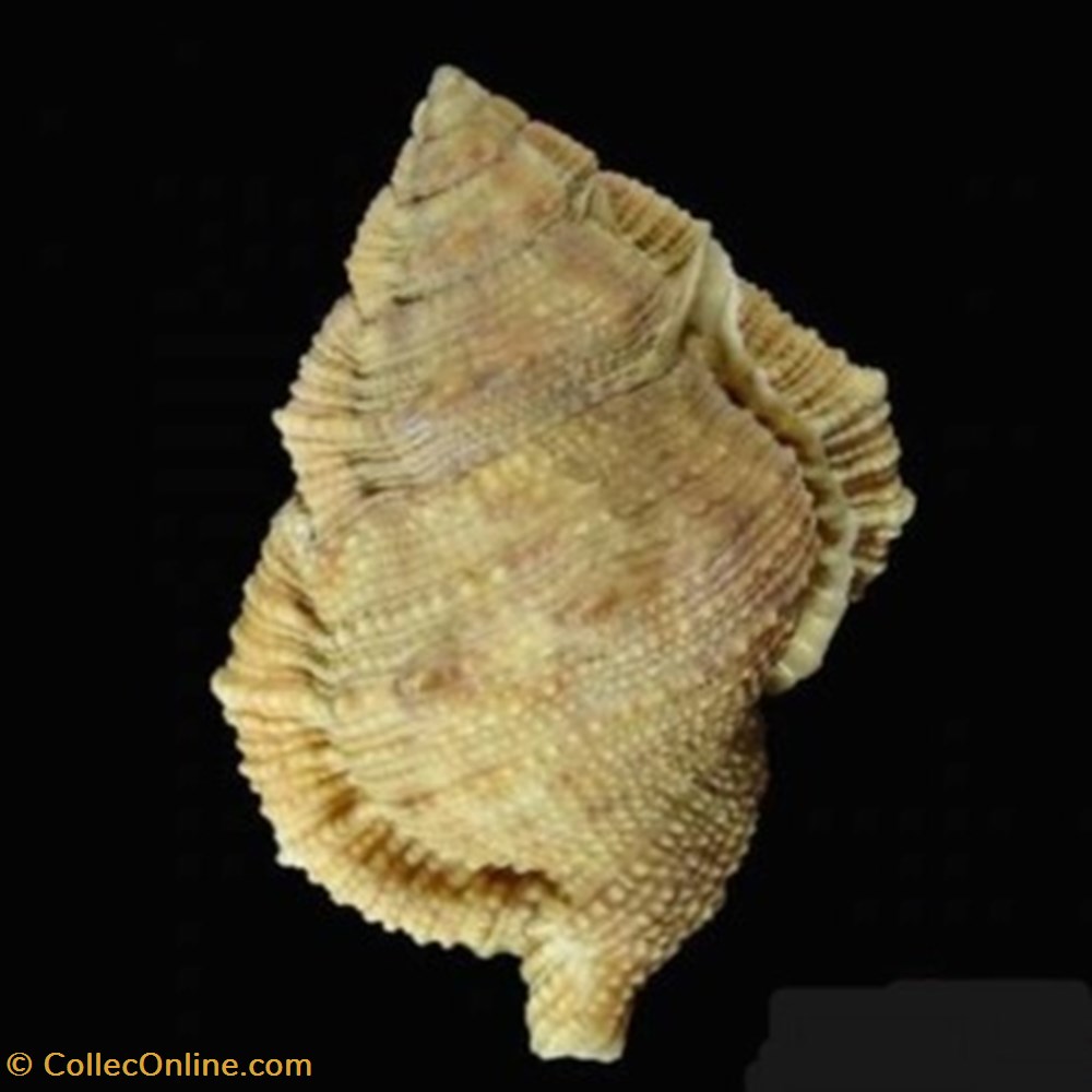 Bursina margaritula coquillages fossiles bursina margaritula