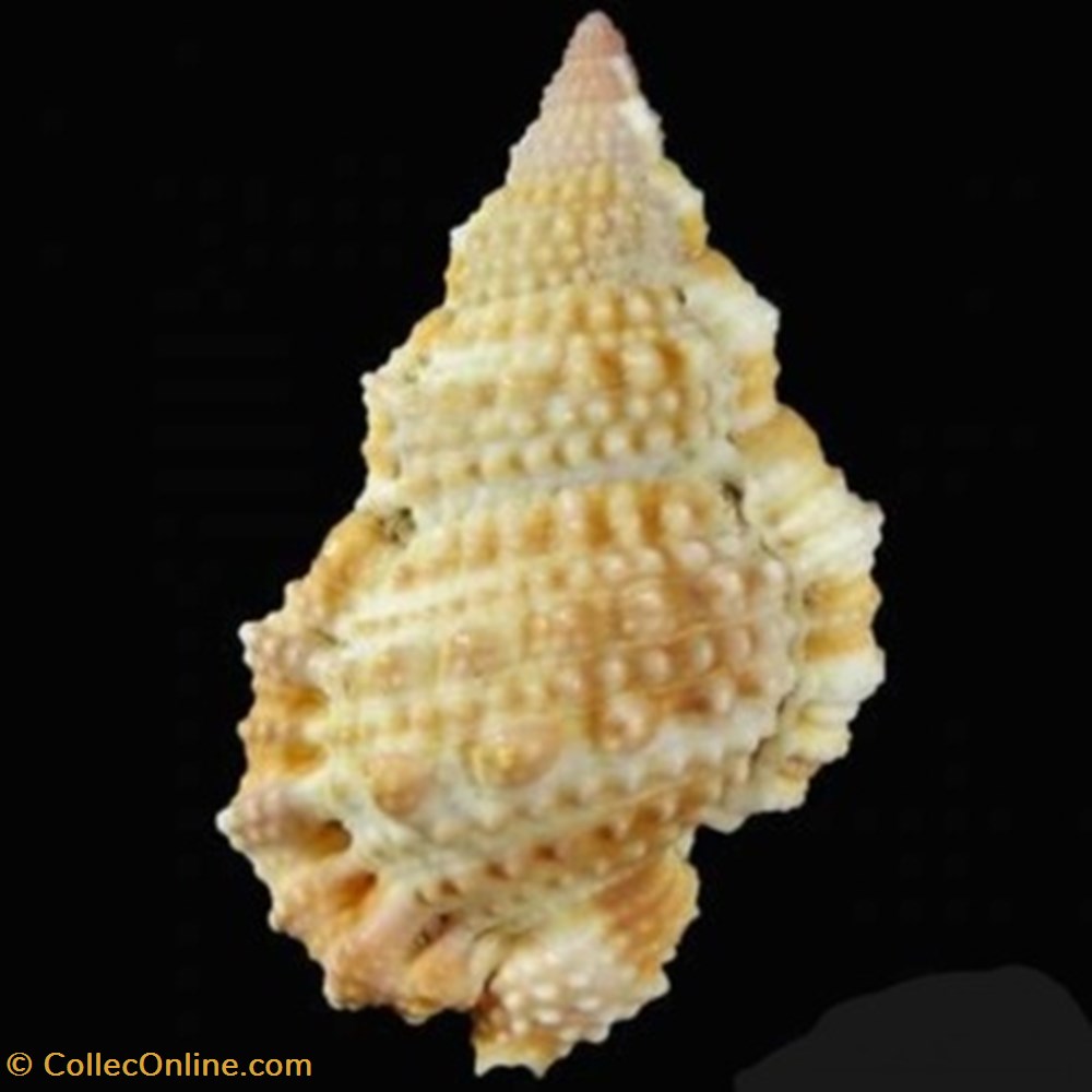 Bursa granularis coquillages fossiles bursa granularis
