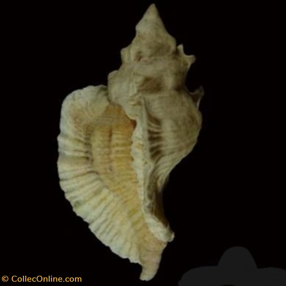 Pterochelus triformis coquillages fossiles pterochelus triformis