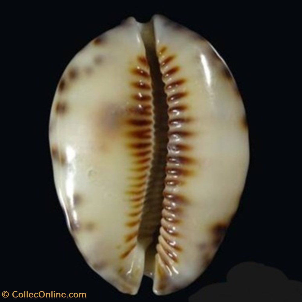 Mauritia depressa coquillages fossiles mauritia depressa