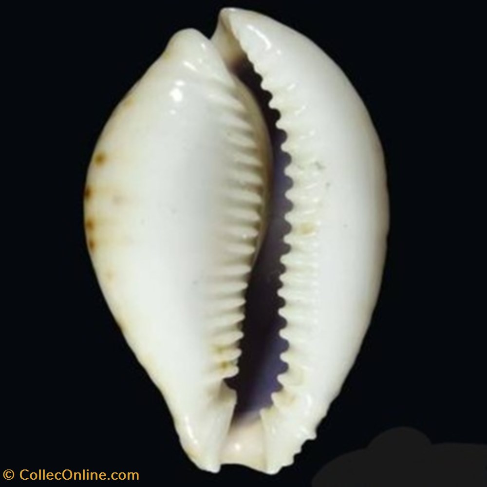 Naria lamarckii coquillages fossiles naria lamarckii