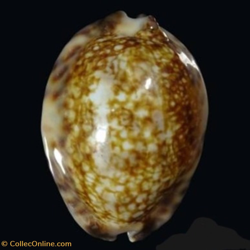 Mauritia depressa coquillages fossiles mauritia depressa