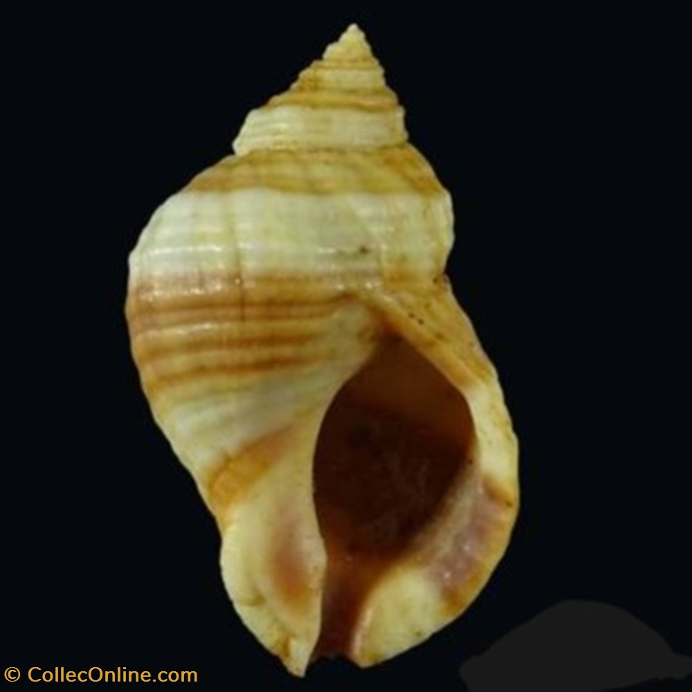 Nucella lapillus coquillages fossiles nucella lapillus
