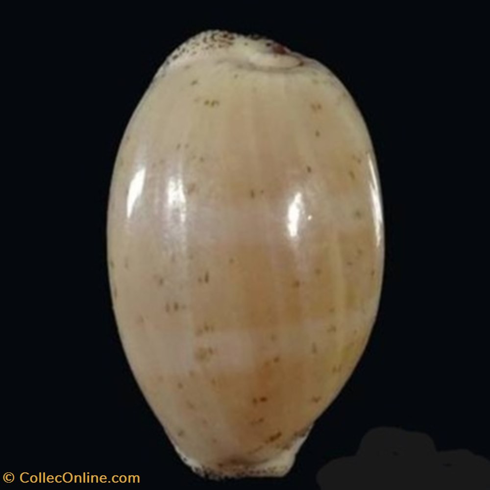 Luria cinerea coquillages fossiles luria cinerea
