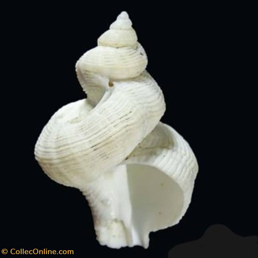 coquillages fossiles gastropoda pyrula eugeniae