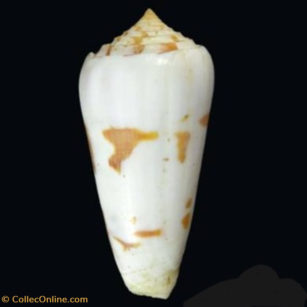 Conus gubernator coquillages fossiles conus gubernator
