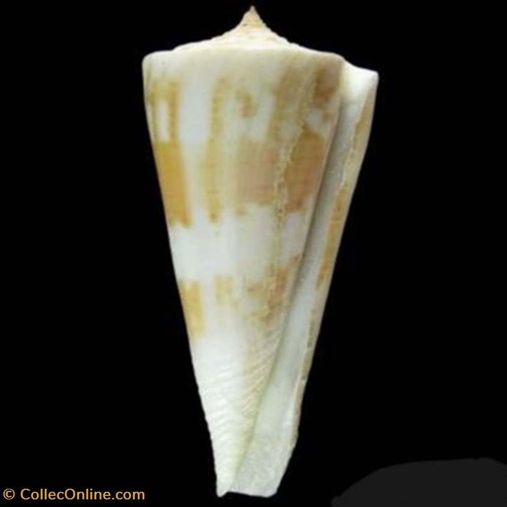 Conus tribblei coquillages fossiles conus tribblei
