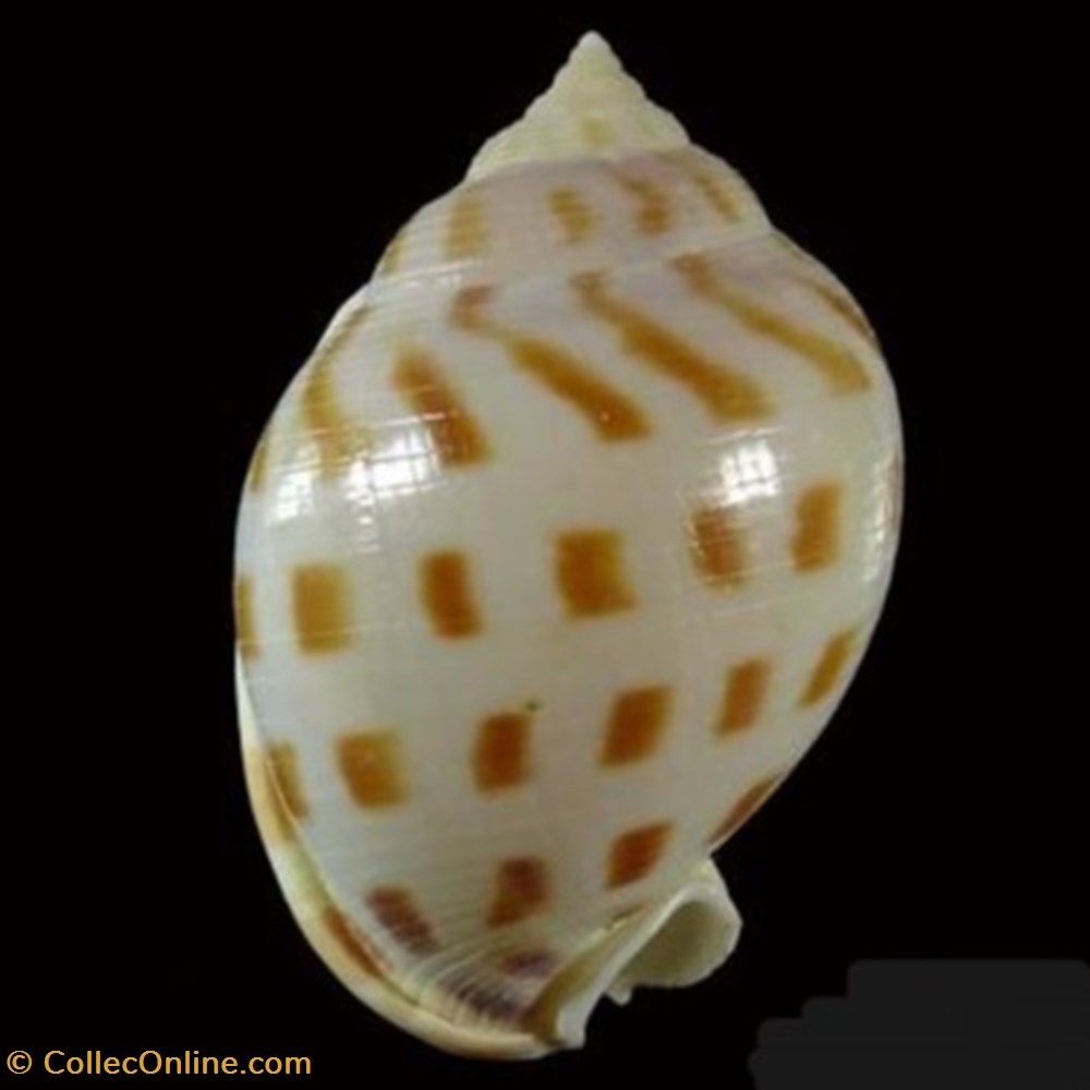 Semicassis bisulcata booleyi coquillages fossiles semicassis bisulcata booleyi