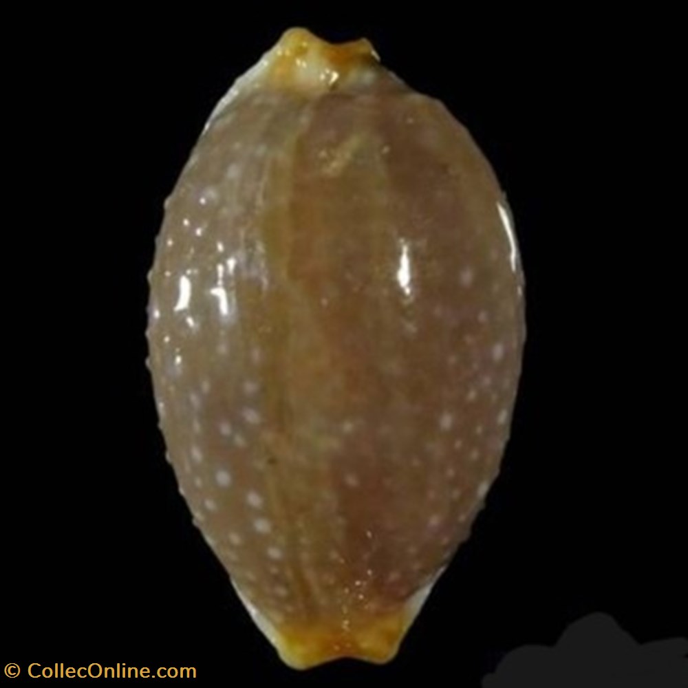 Staphylaea staphylaea coquillages fossiles staphylaea staphylaea
