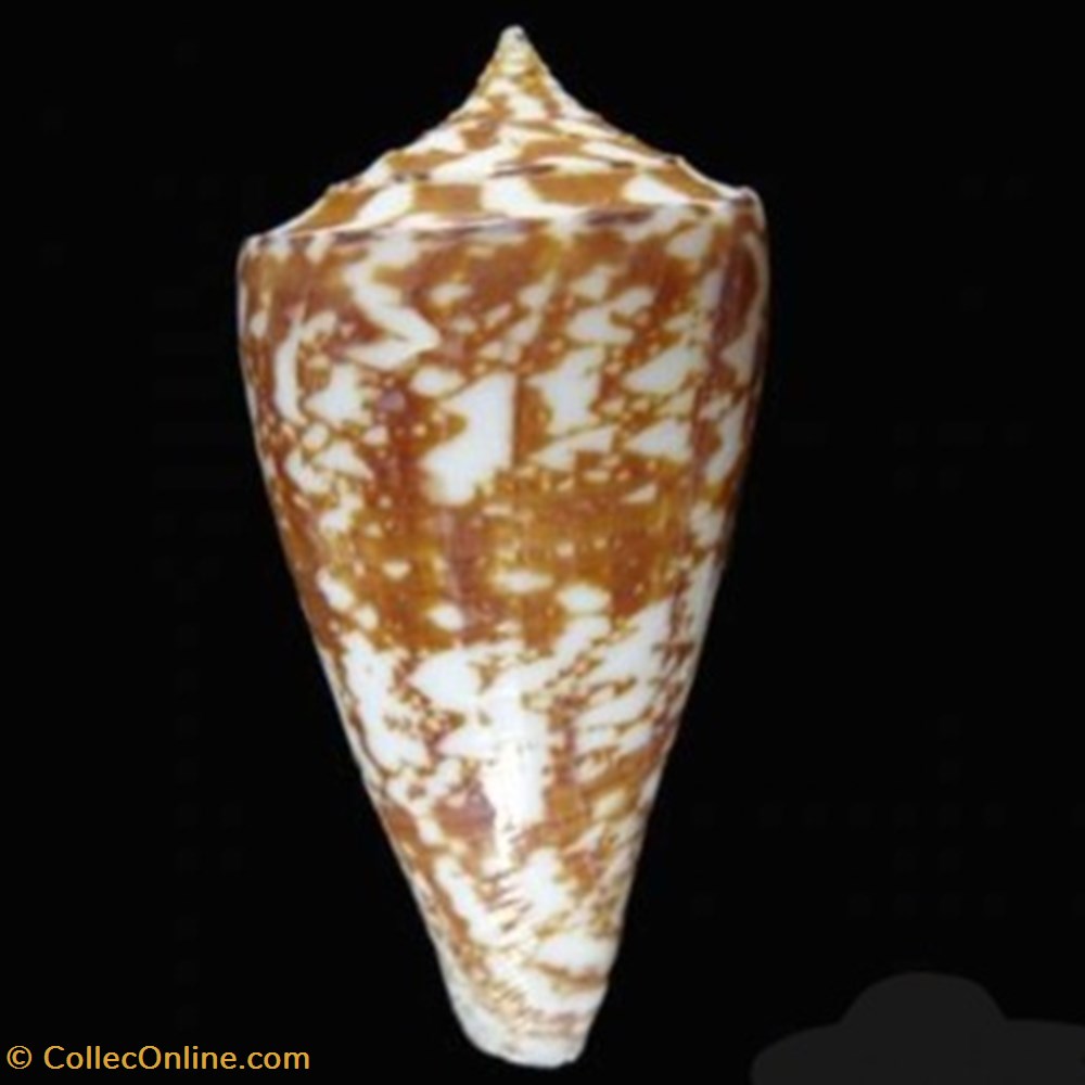 Conus amadis coquillages fossiles conus amadis