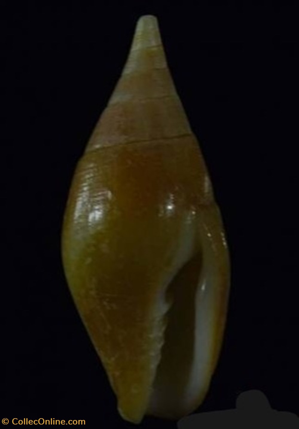 Cancilla acuminata coquillages fossiles cancilla acuminata