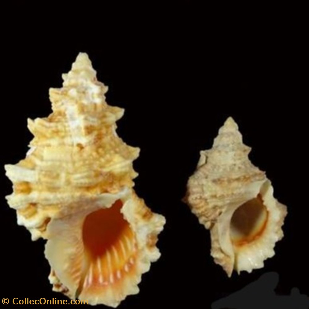 Tutufa rubeta - (Linnaeus 1758) coquillages fossiles tutufa rubeta linnaeus 1758
