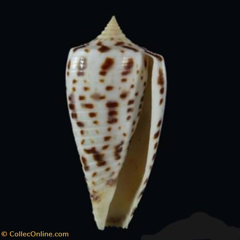 Conus blanfordianus coquillages fossiles conus blanfordianus