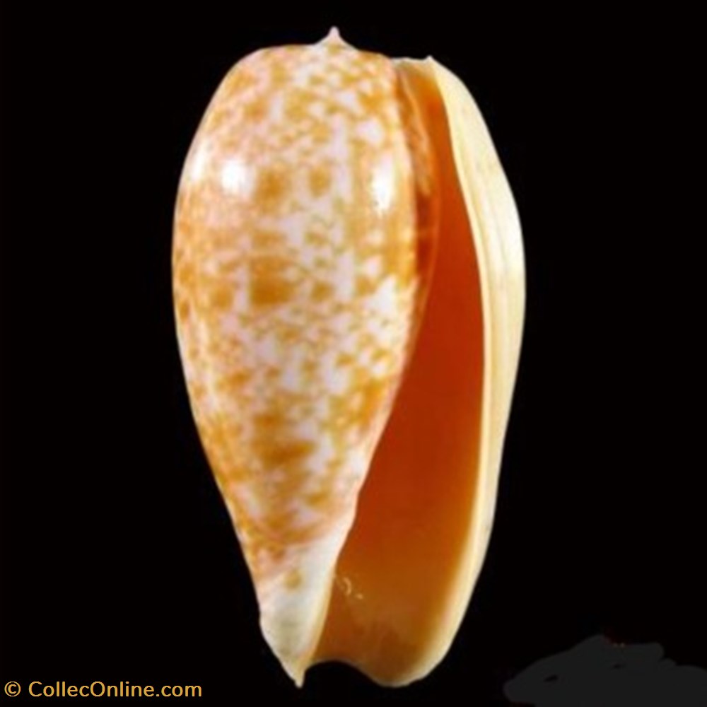 Conus bullatus - (Linnaeus 1758) coquillages fossiles conus bullatus linnaeus 1758