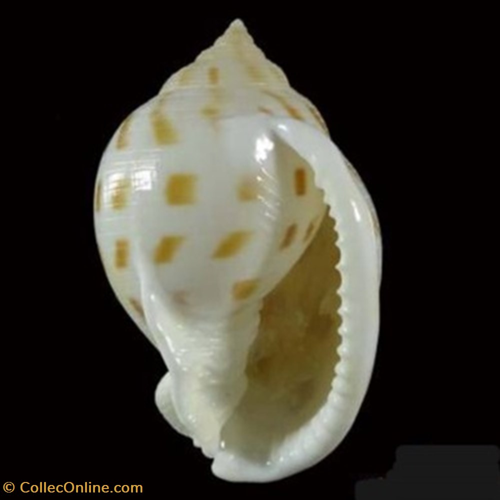 Semicassis bisulcata booleyi coquillages fossiles semicassis bisulcata booleyi