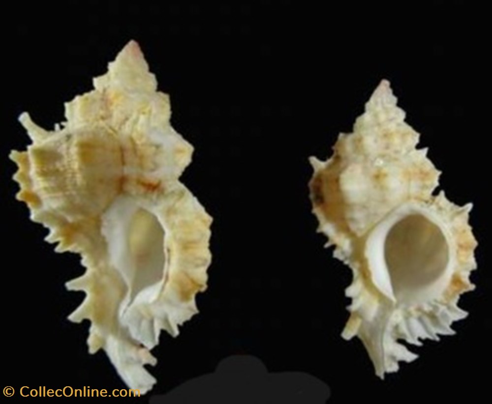 Phyllonotus superbus coquillages fossiles phyllonotus superbus