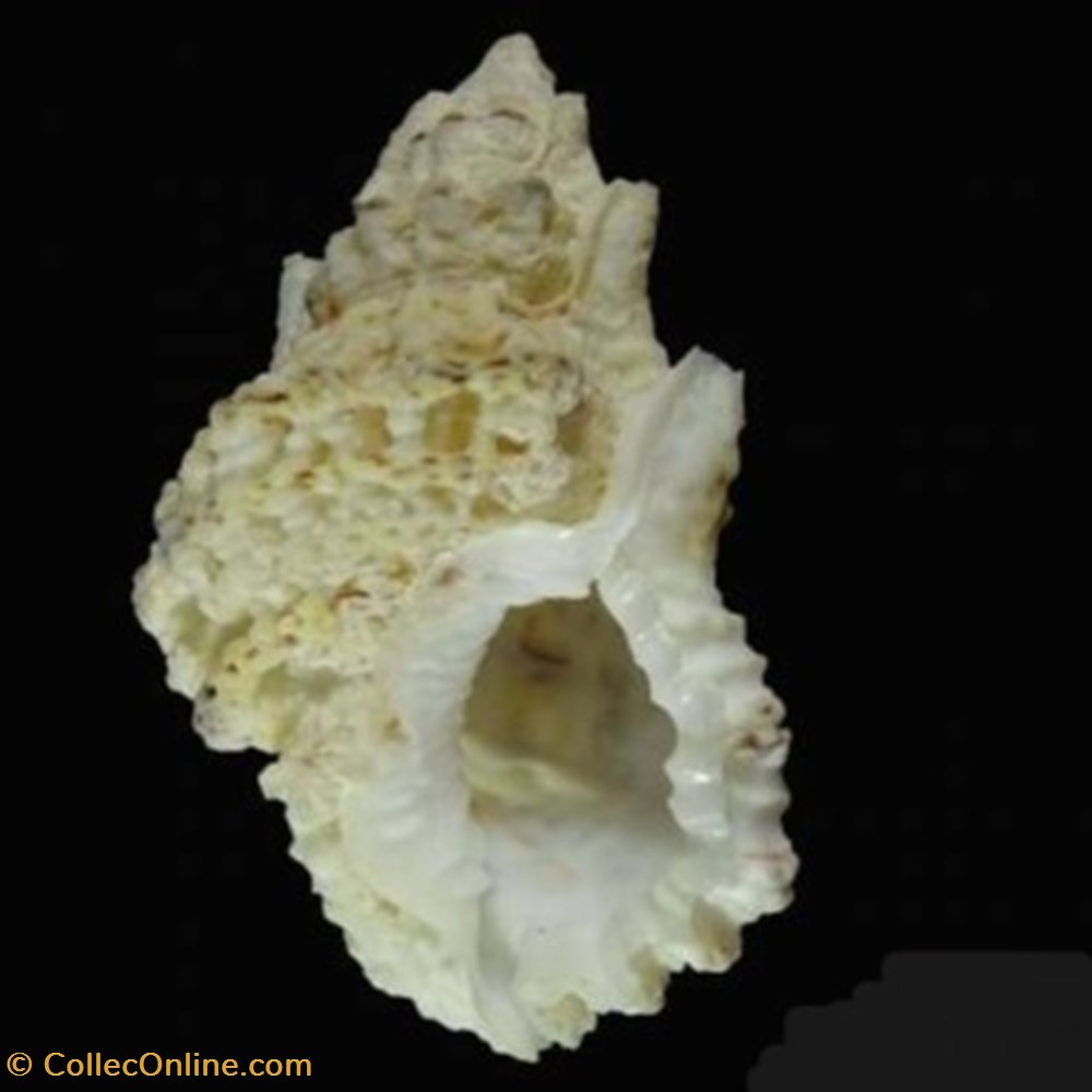 Bursa bufonia coquillages fossiles bursa bufonia