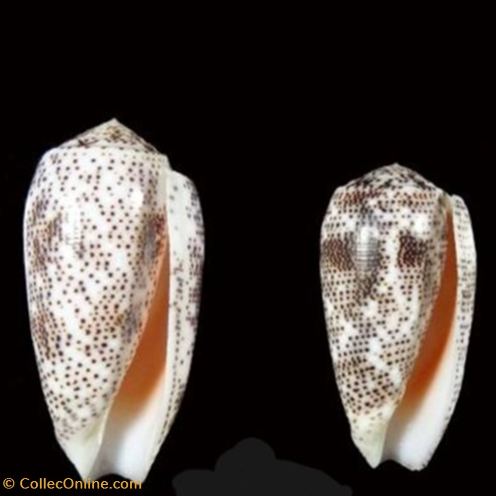Conus stercusmuscarum coquillages fossiles conus stercusmuscarum
